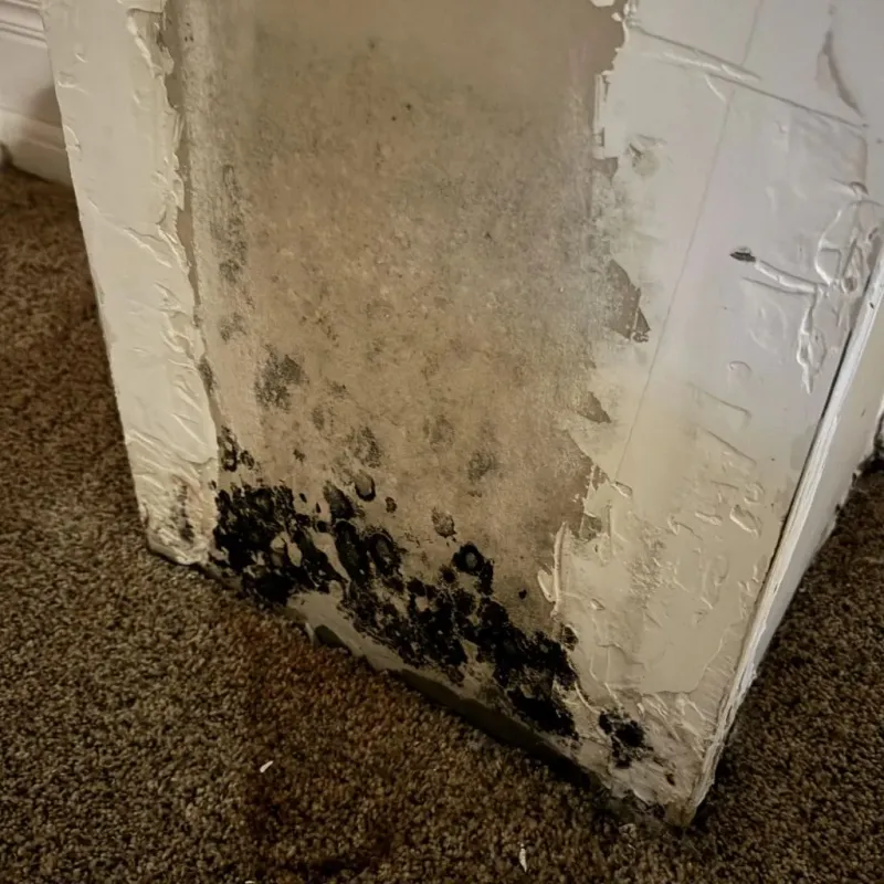 Professional Mold Removal in Michigan Center, MI